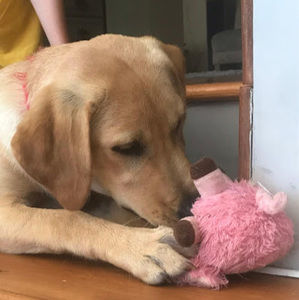 Meet your Posher, Izzy